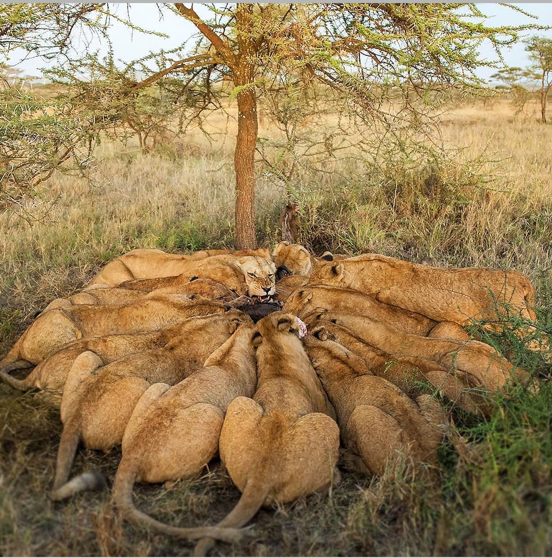 6 Days 5 Nights Safari