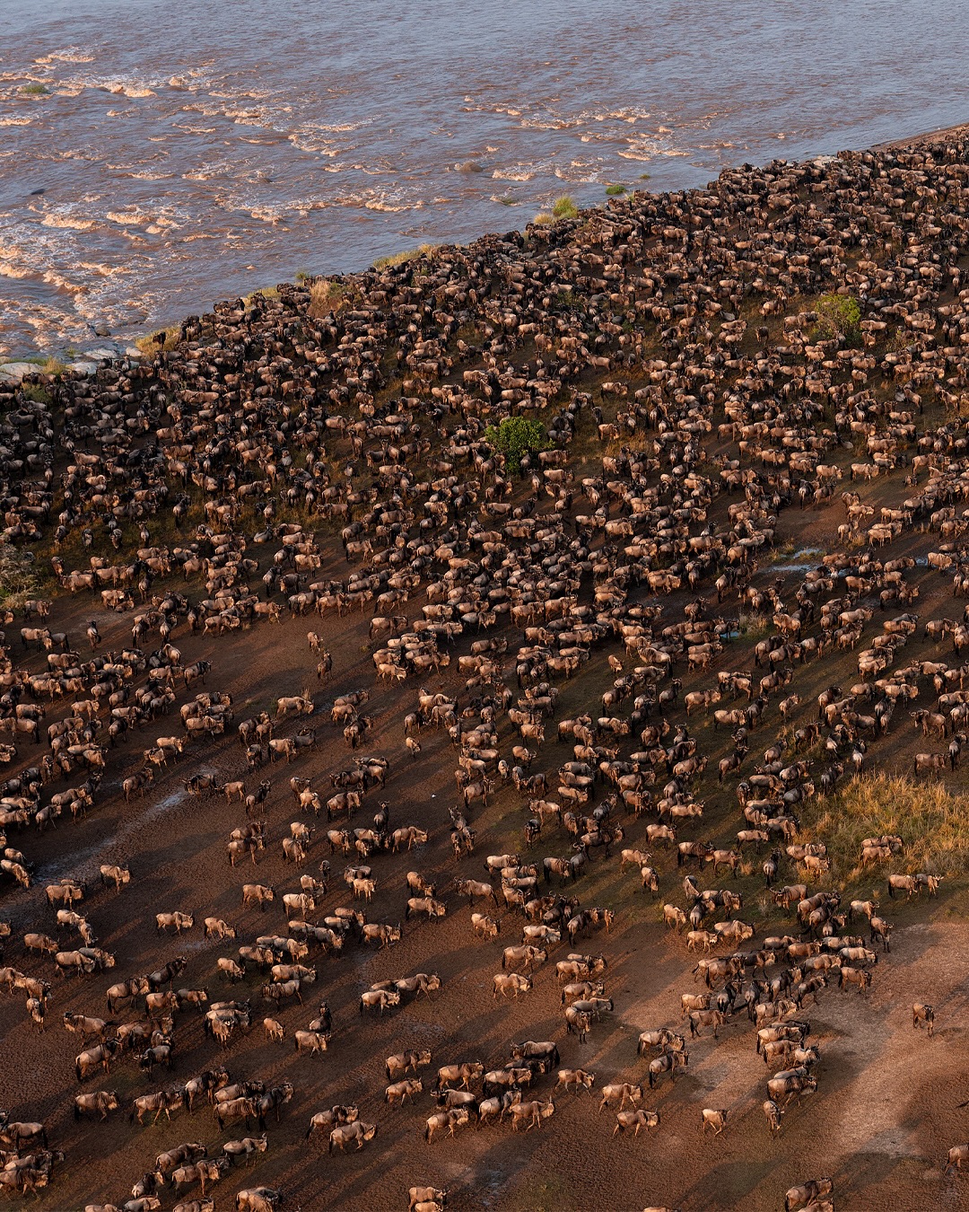 The Great Migration Safari